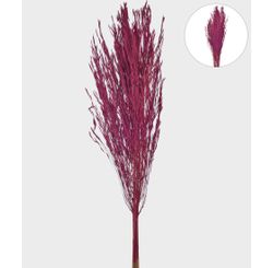 Haste Capim Arroz Desidratada 95 Cm