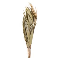 Capim Andrequice Creme Em Material Natural Desidratado 80cm