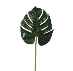 Folha Costela de Adao 80cm